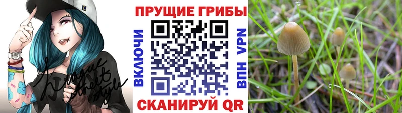 Галлюциногенные грибы прущие грибы  MEGA сайт  Севастополь 